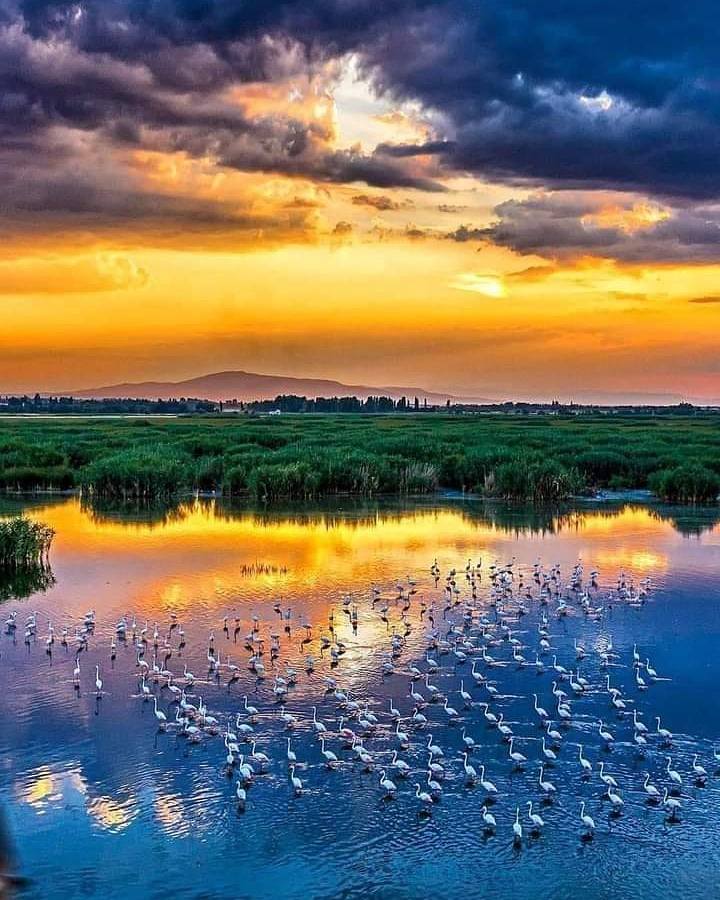 White birds gathered in a reflective wetland at sunset under dark clouds