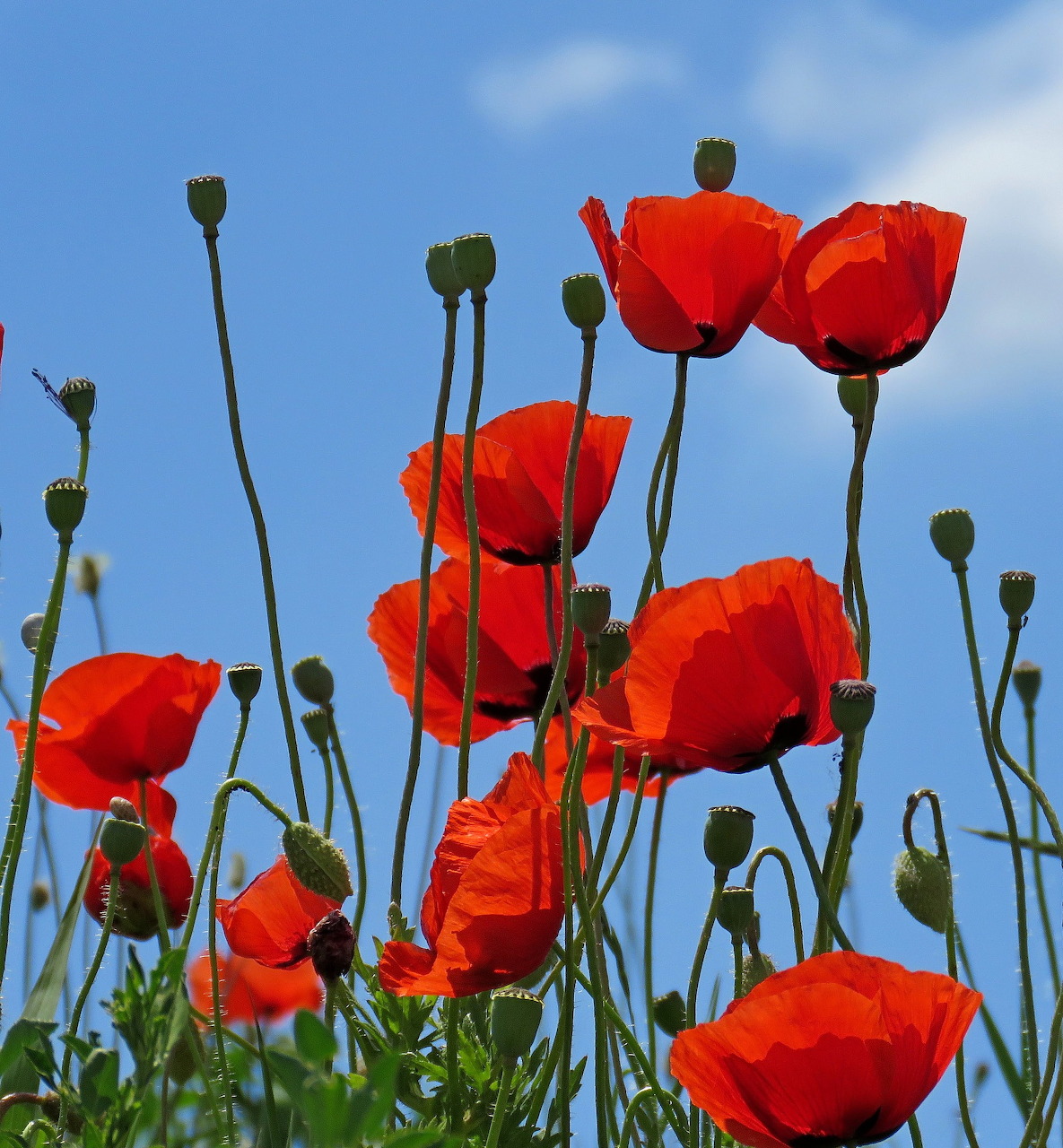 Wild poppies