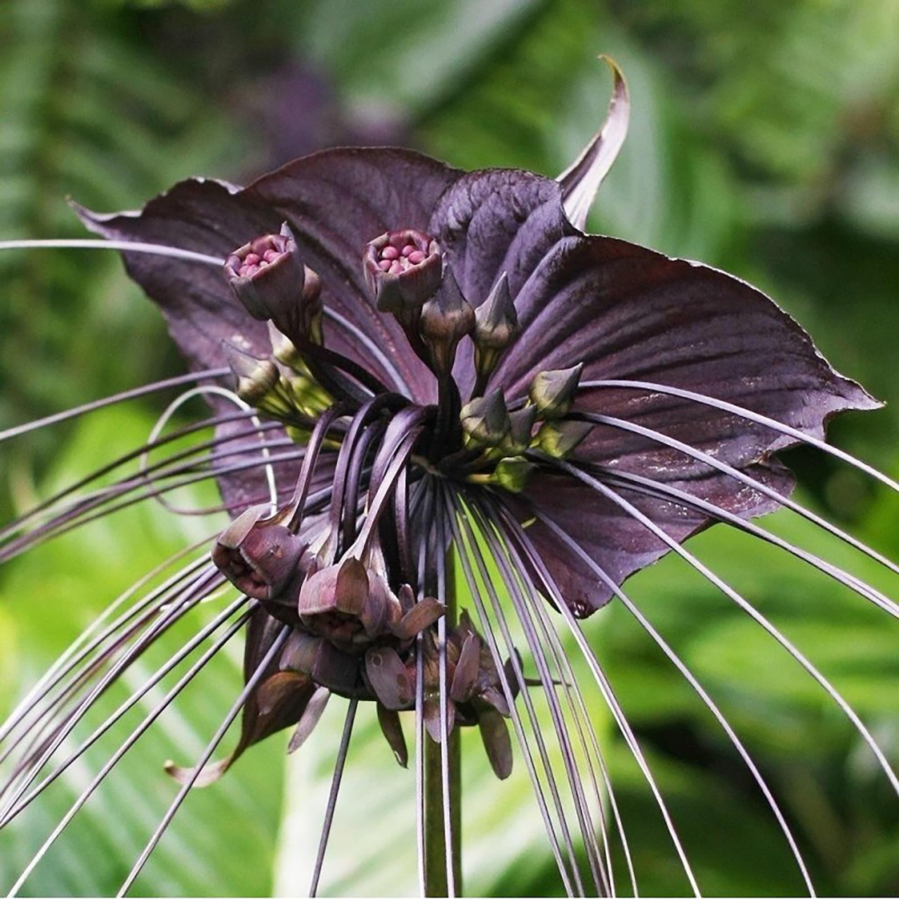 Bat Flower Bloom