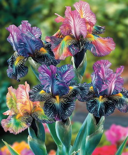 Rainbow Bearded Iris