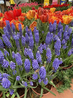Purple grape hyacinths in pots with red and orange tulips in the background at an outdoor flower display