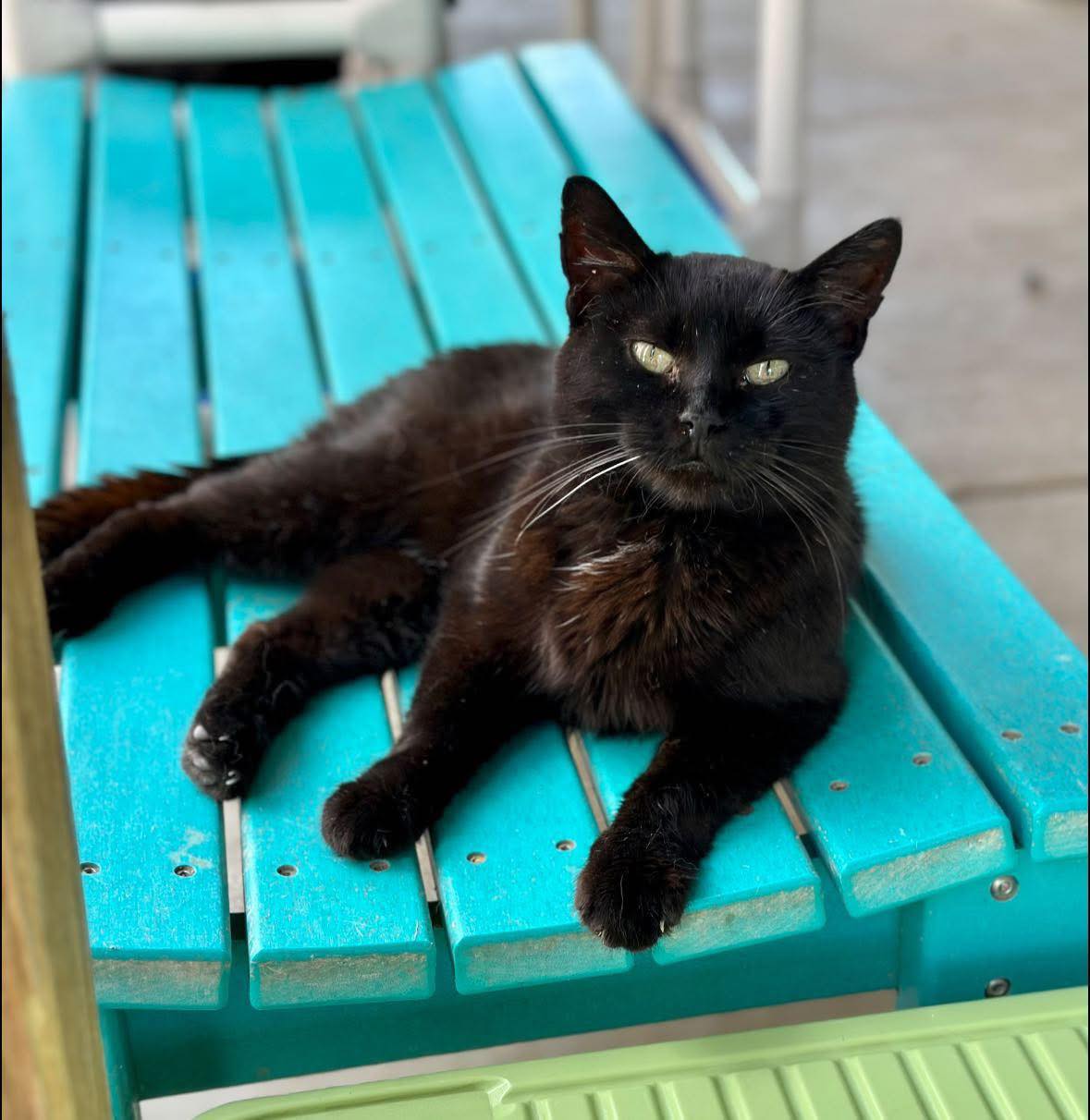 Black cat lying on a turquoise bench outdoors