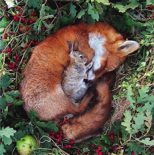 Fox with Kitten Curled Up