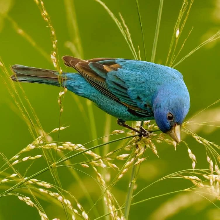 Blue indigo bunting perched on dry grass stems against a blurred green background