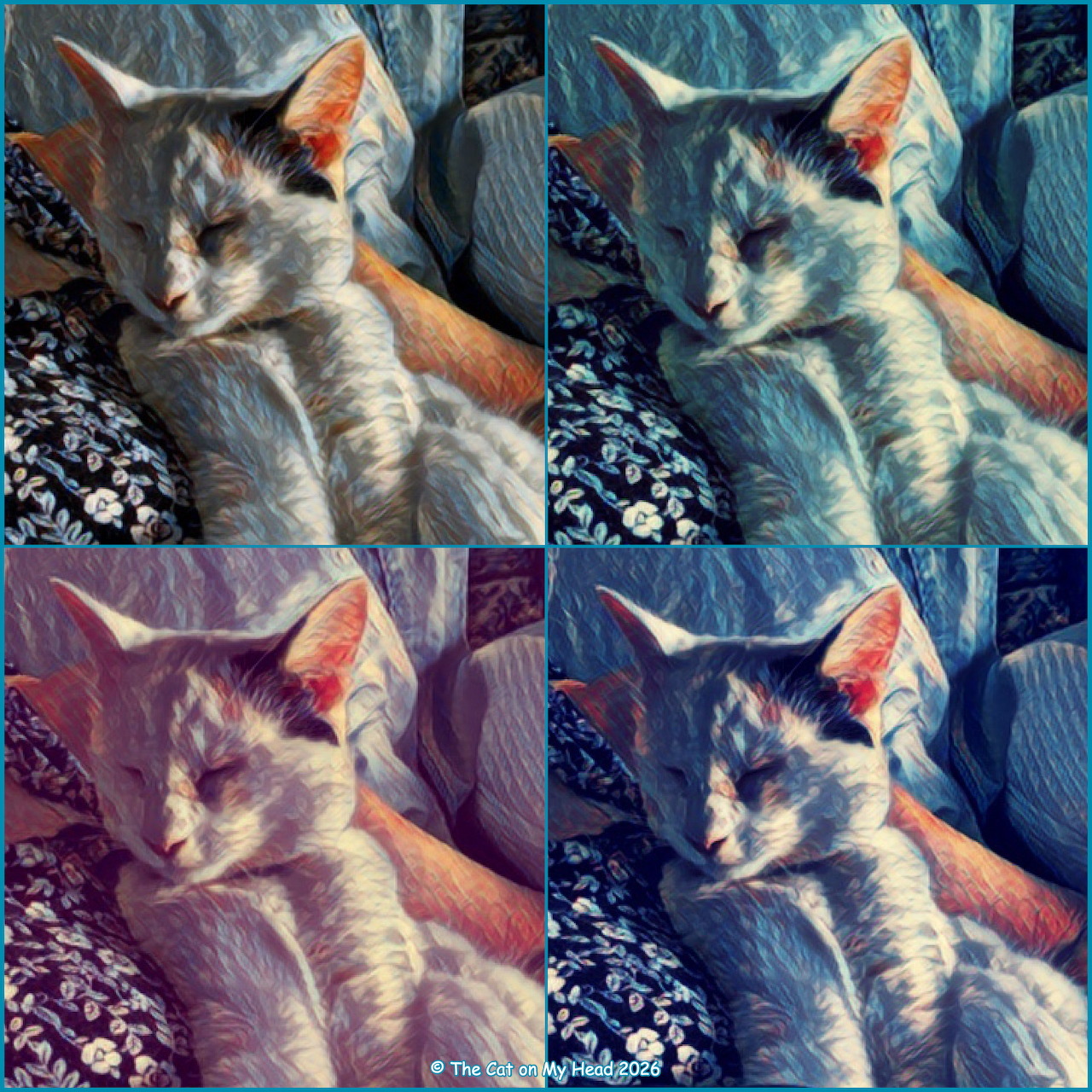 Four-panel collage showing a white and gray kitten on denim with different artistic color filters applied