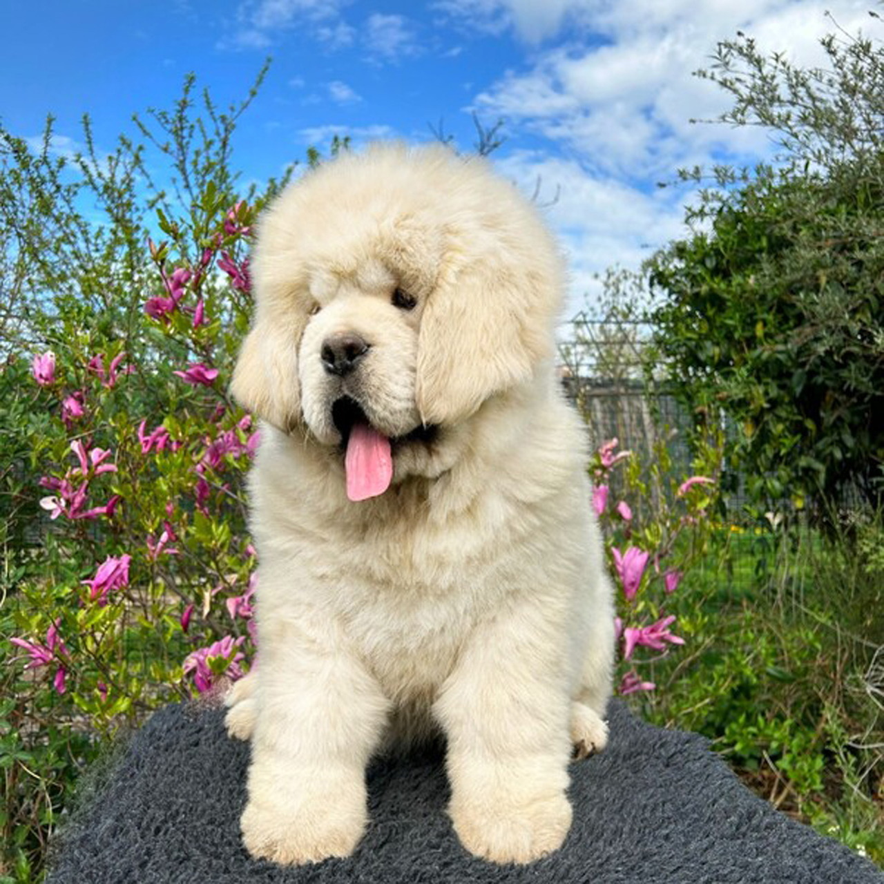 Fluffy cream Tibetan Mastiff puppy with tongue out sitting in garden with pink flowers