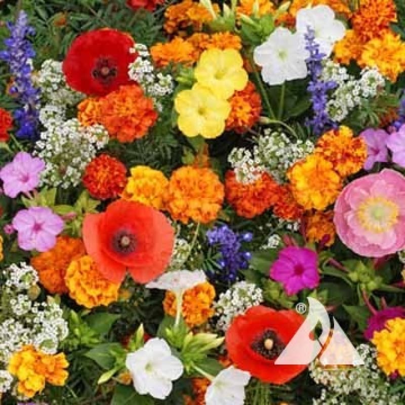 Dense colorful flower garden with poppies, marigolds, petunias and baby's breath in full bloom
