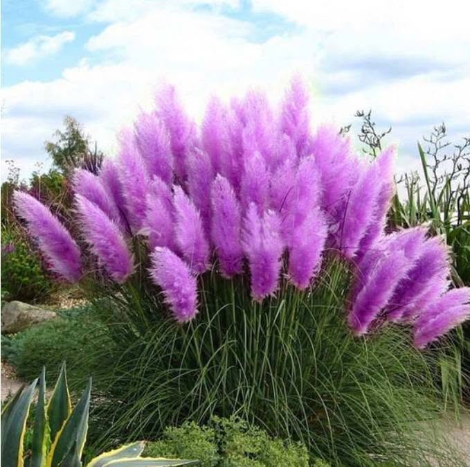 Purple Pampas Grass