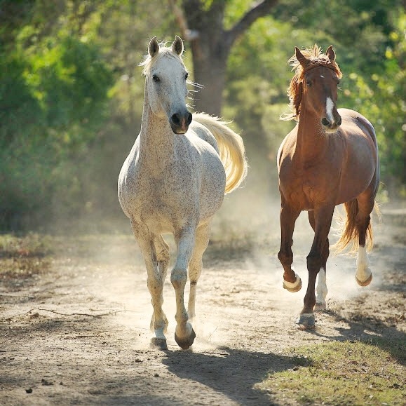 Two horses running on a dusty forest path in sunlight