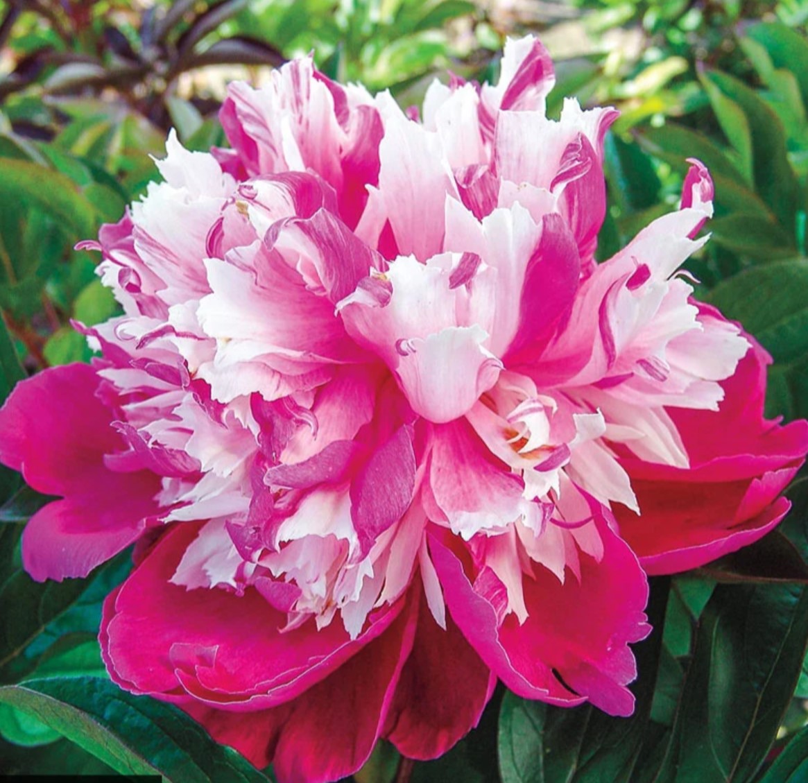 Close-up of pink and white peony flower with ruffled petals