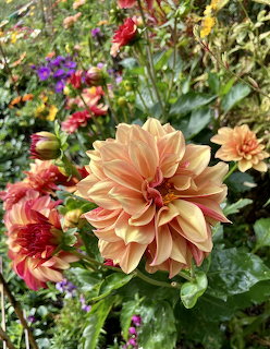 Colourful Dahlias