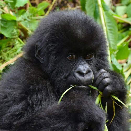 Young gorilla holding and chewing grass with green leaves in the background