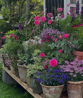 Assorted flowering plants in pots on tiered wooden shelf outdoors