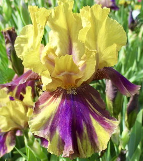 Close-up of a yellow and purple iris flower blooming outdoors