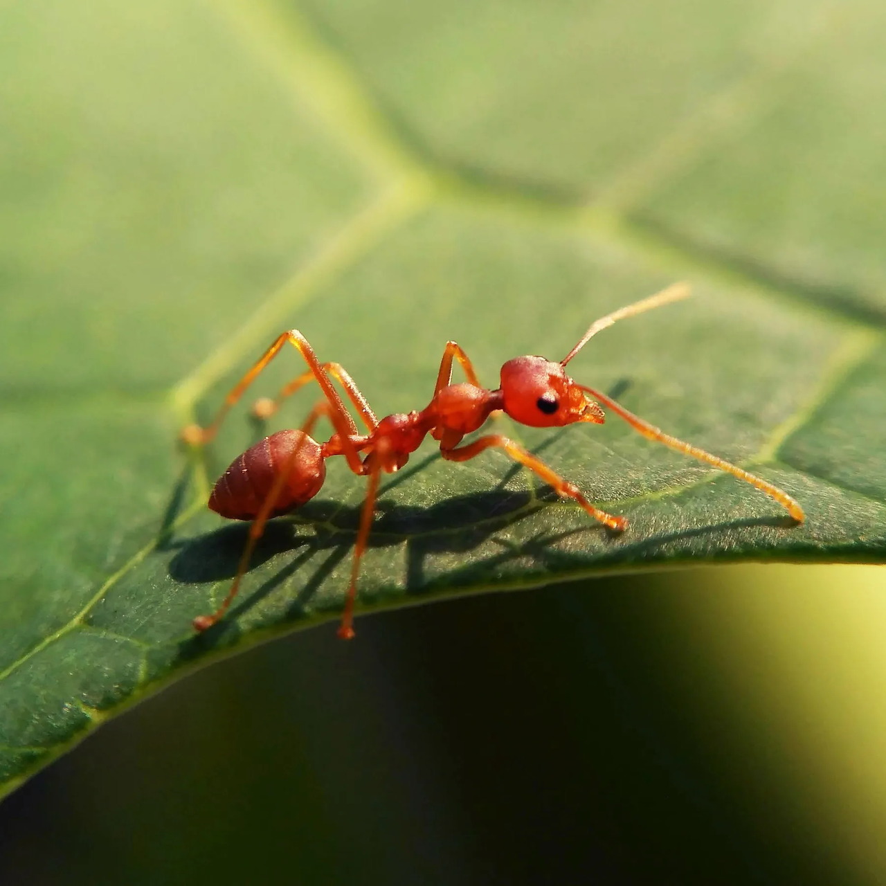 Red Ant Macro