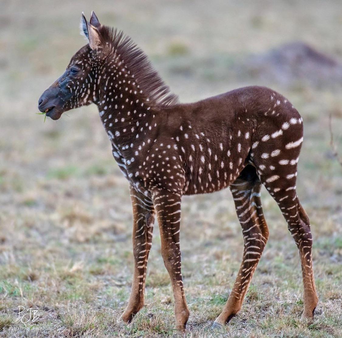 Spotted zebra foal standing on dry grass in a side profile