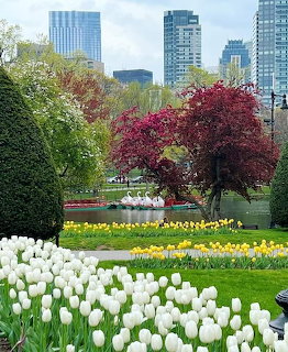 Boston Garden Spring Tulips