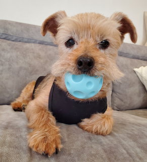 Tan terrier puppy with scruffy fur holding blue toy on gray couch