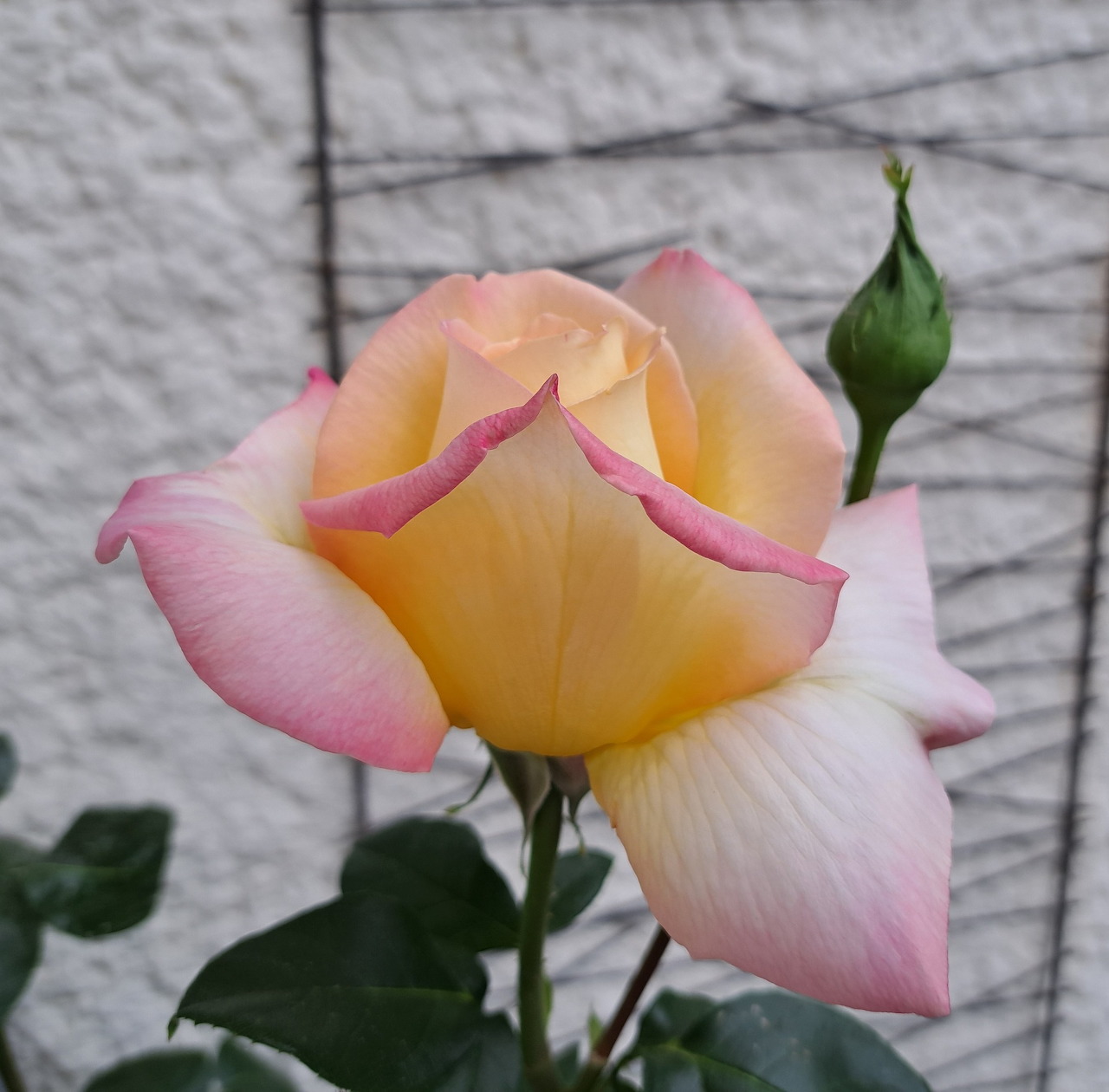 Close-up of a peach and pink rose flower with a green bud against a textured wall.