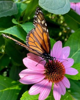 Monarch butterfly with spread wings resting on a pink coneflower among green foliage