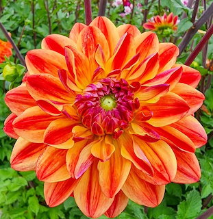 Close-up of a vibrant orange and yellow dahlia flower with layered petals against green garden background