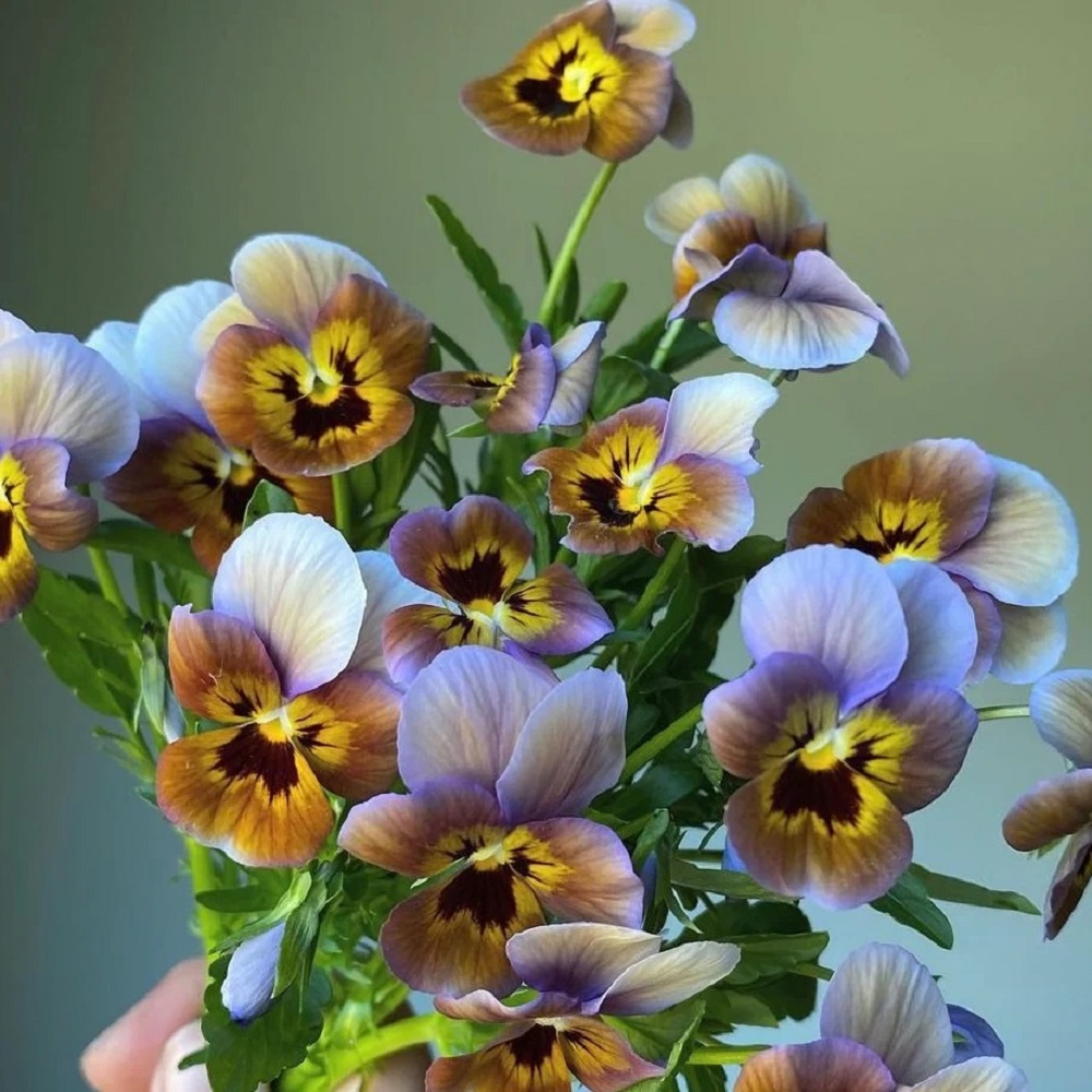 Pansies
