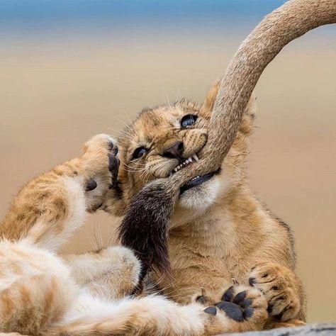 Lion Cub Playing