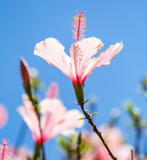 Pink hibiscus flower with long stamen against blue sky