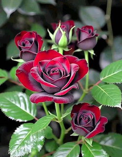 Dark Red Roses