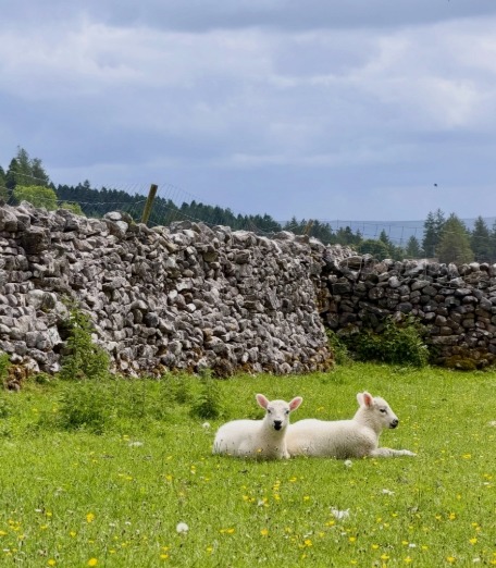 Two white sheep resting in bright green grass with stone wall and trees in background