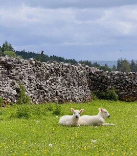 Sheep Resting in Green Meadow