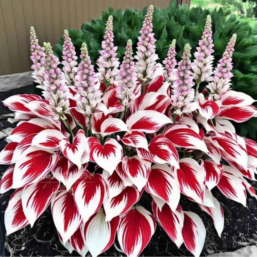Red and white variegated hosta with pink flower spikes in a garden bed