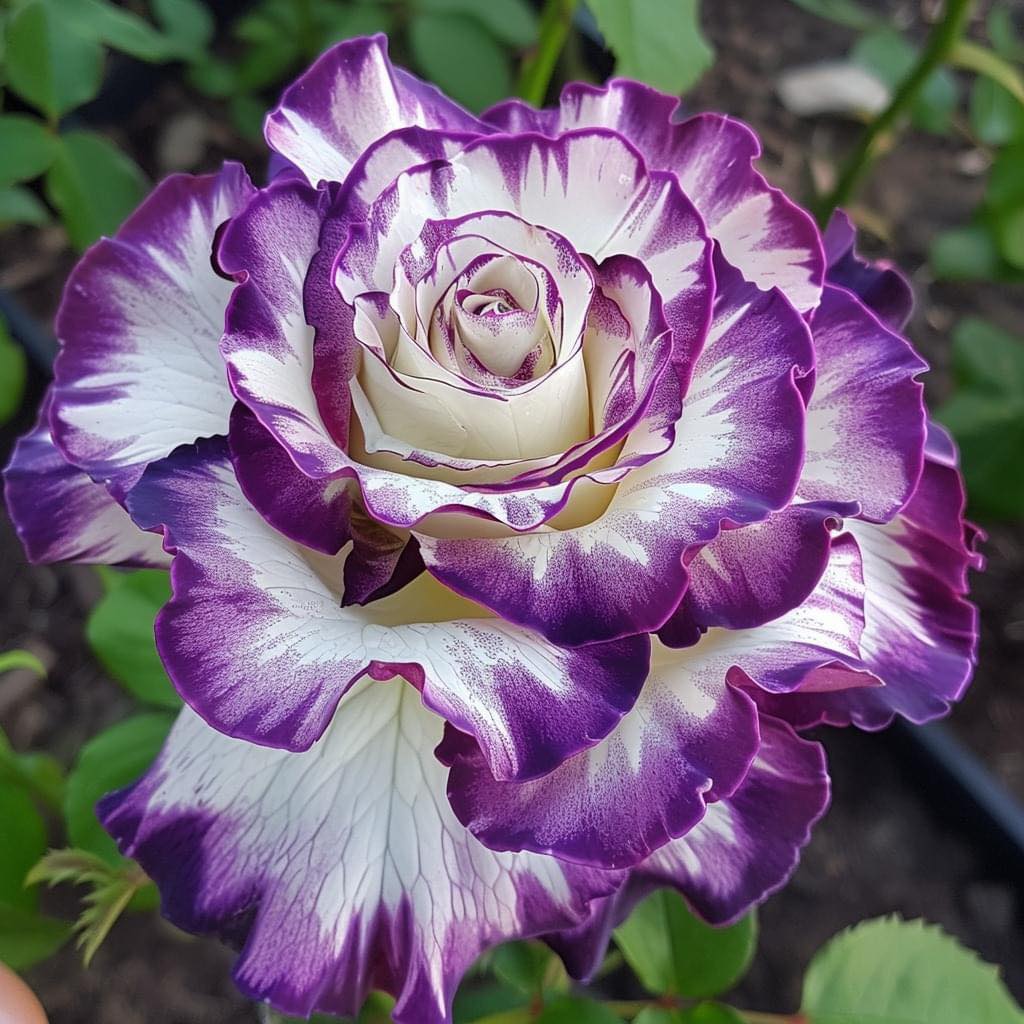 Close-up of a white rose with purple-edged petals and green leaves