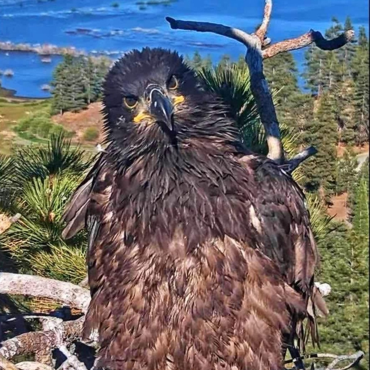 Juvenile Bald Eagle