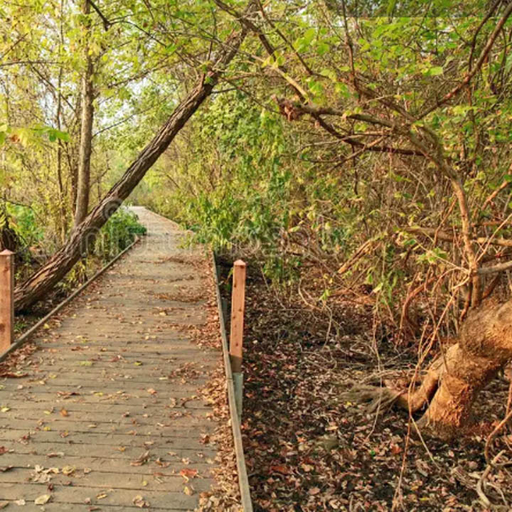 Forest Boardwalk