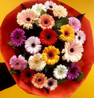 Colorful gerbera daisy bouquet wrapped in red paper on a yellow background
