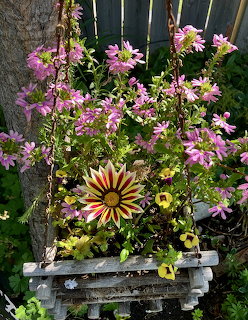Gazania in Wooden Planter