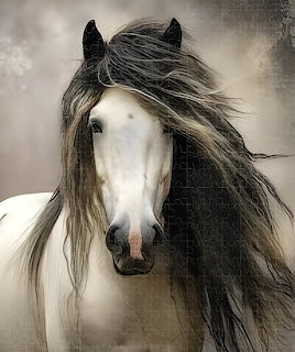Grullo Irish Cob Horse