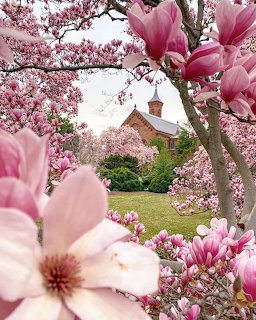 Blooming Magnolias