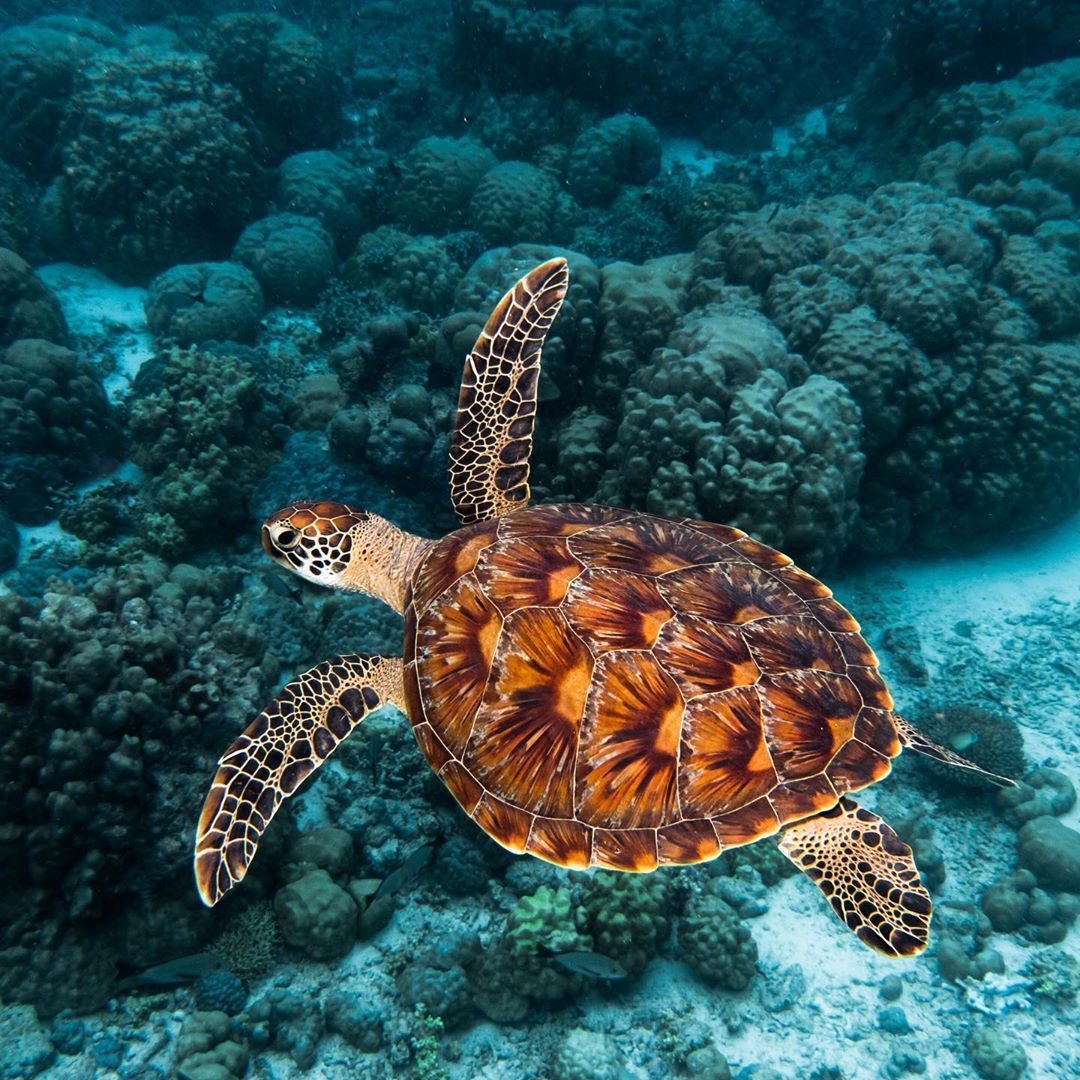 Sea turtle with brown patterned shell swimming over coral reef in blue ocean water