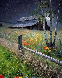 Meadow in the Moonlight