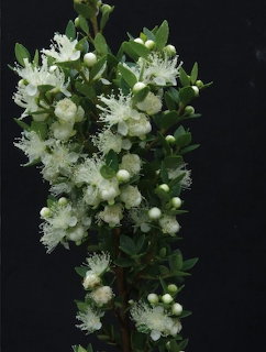 White myrtle flowers with feathery stamens and green buds on a branch against black background