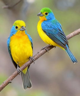 Two colorful orange-breasted bunting birds with blue heads and yellow breasts perched together on a branch