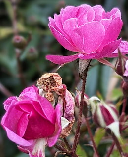 Pink Roses in Garden