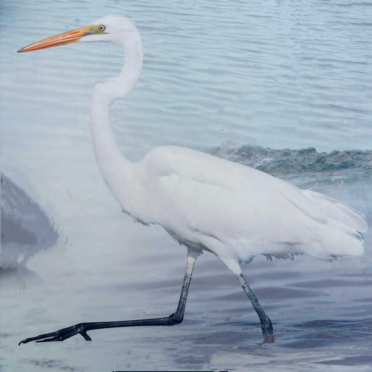 White egret with orange bill standing in shallow water