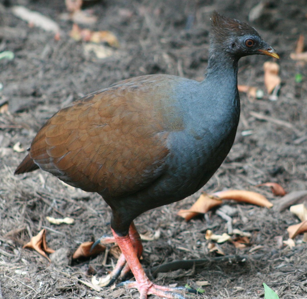 Megapodius reinwardt