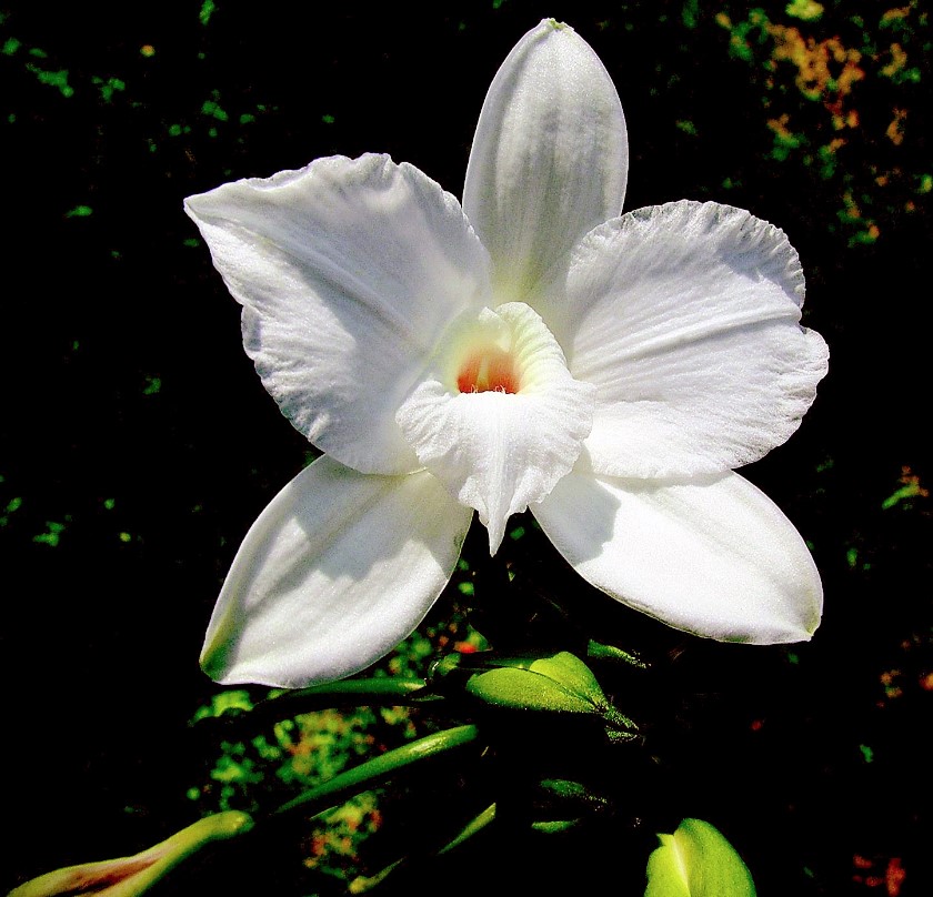 White orchid flower with orange center on dark background