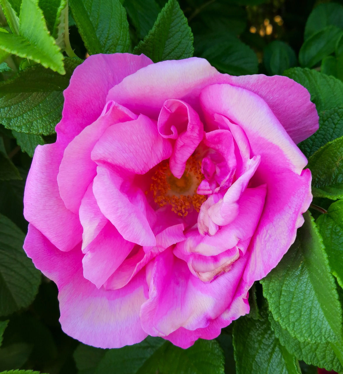 Close-up of a large pink rosa rugosa flower with curling petals and green foliage