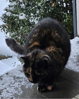 Tortoiseshell Cat in Snow
