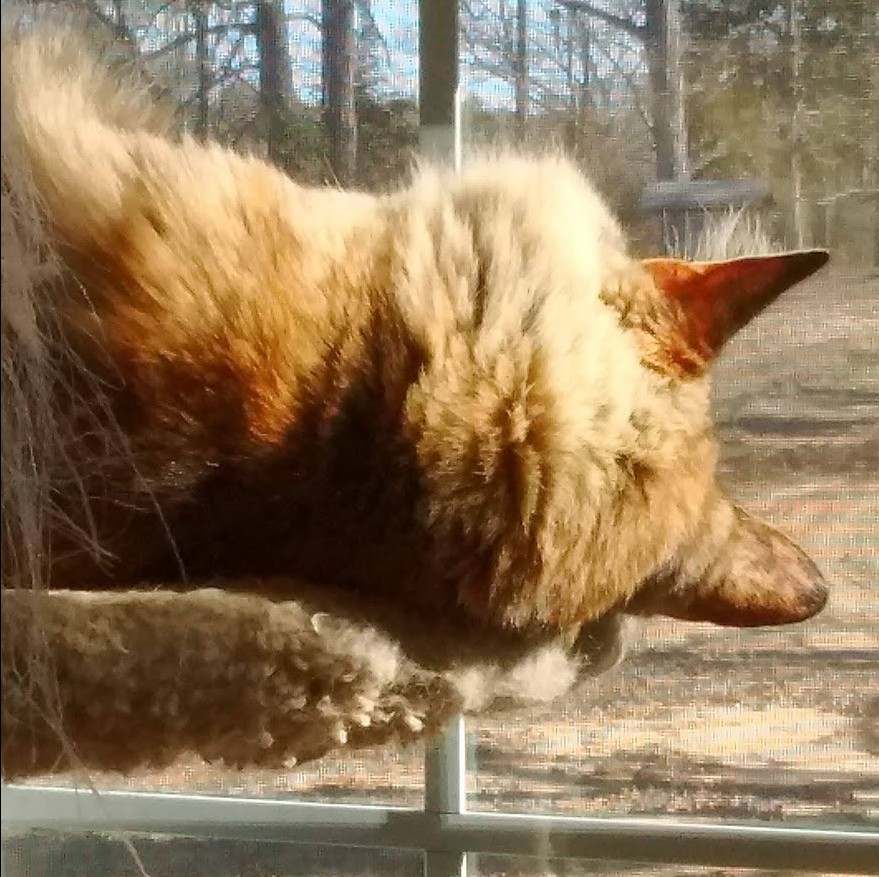 Fluffy tabby cat stretching while sunbathing on a window perch